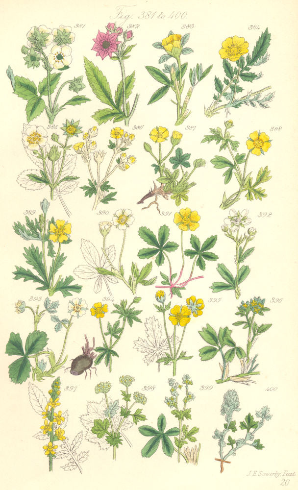 WILD FLOWERS. Hautboy Strawberry Cinque-foil Silver-weed Tormentil. SOWERBY 1890